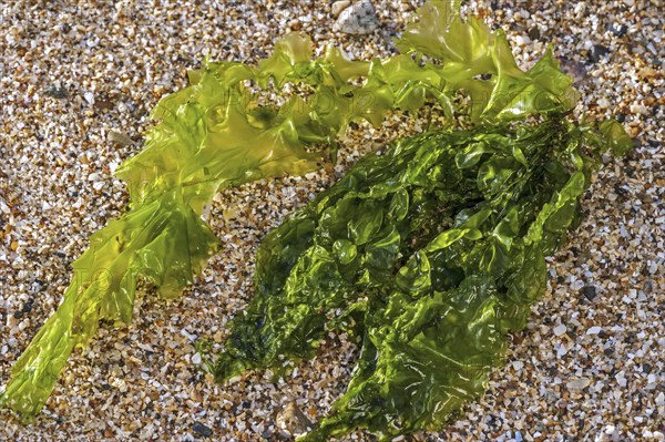 Gutweed, grass kelp (Enteromorpha intestinalis) (Ulva intestinalis) green alga washed ashore on