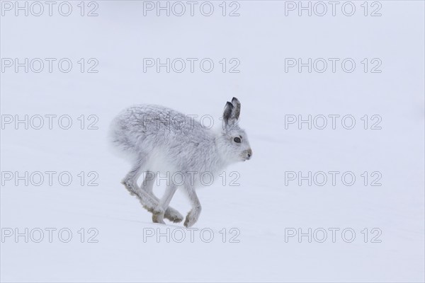 Mountain hare (Lepus timidus), Alpine hare, snow hare in winter pelage running in the snow,
