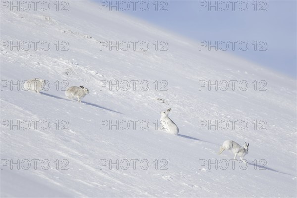 Four mountain hares (Lepus timidus), Alpine hare, snow hare group in white winter pelage sitting in