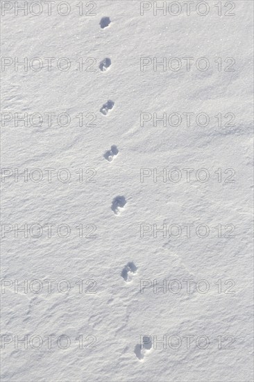 Close-up of footprints from stoat, short-tailed weasel (Mustela erminea), ermine in the snow in