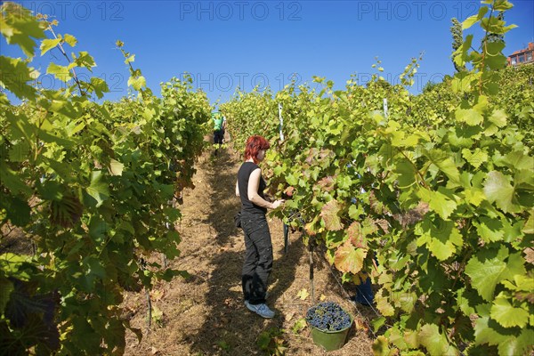 Grape grape harvest in the Spaargebirge near Meißen