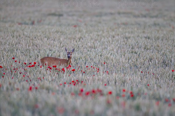 Roe deer (Capreolus capreolus) adult female doe in a farmland wheat field with flowering poppy