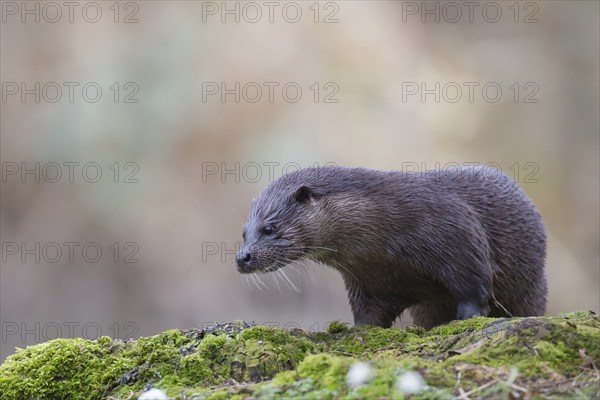 European otter (Lutra lutra) adult animal on a river bank, Norfolk, England, United Kingdom, Europe