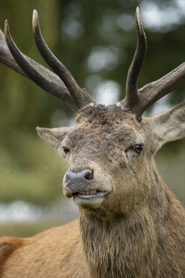 Red deer (Cervus elaphus) adult male stag animal portrait, Surrey, England, United Kingdom, Europe