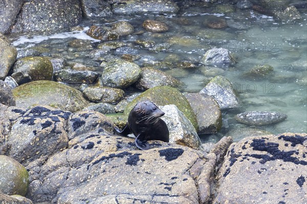 Pinnipeds (Pinnipedia), Colony, Cape Foulwind, New Zealand, Oceania