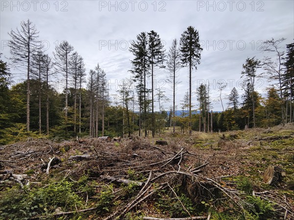Cleared clearing in the Hunsrück-Hochwald National Park, Kempfeld, Hunsrück, Rhineland-Palatinate,
