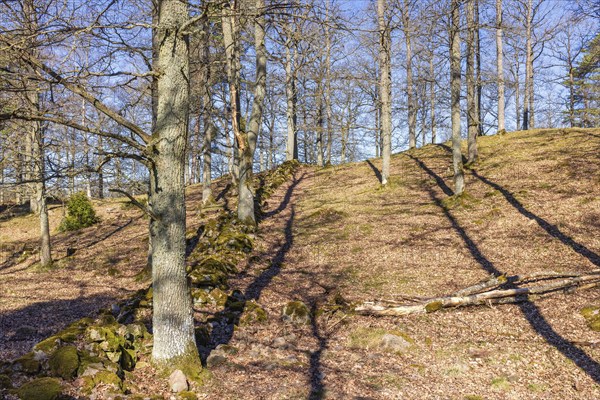 Deciduous forest hill with leafless trees a beautiful sunny spring day