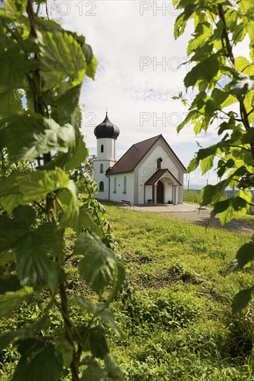 Chapel and hop gardens, hop growing, hop plantation, St George's Chapel, St George's Chapel,