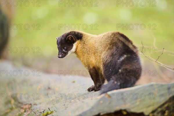 Yellow-throated marten (Martes flavigula) on an old tree trunk, Germany, Europe