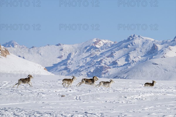 Marco Polo sheep (Ovis ammon polii) in snowy habitat, Pamir-Argali, Pamir wild sheep, Pamir