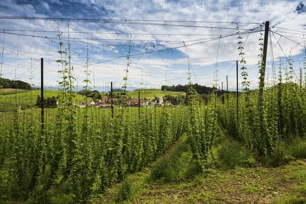 Village and hop gardens, hop growing, hop plantation, Neukirch, near Tettnang, behind the Swiss