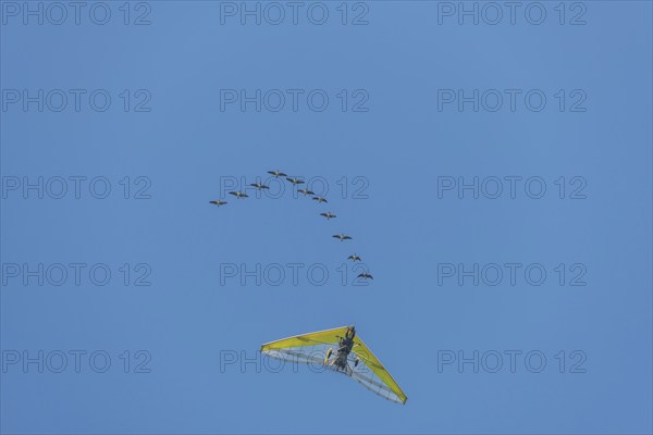 Microlight aircraft with birds, Canada goose (Branta canadensis) following a paramotor. Bas rhin