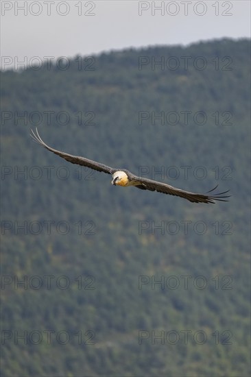 Bearded Vulture (Gypaetus barbatus) adult bird in flight with mountains in the backround, Pyrenees,