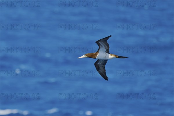 White-bellied booby in flight (Sula leucogaster) Caribbean