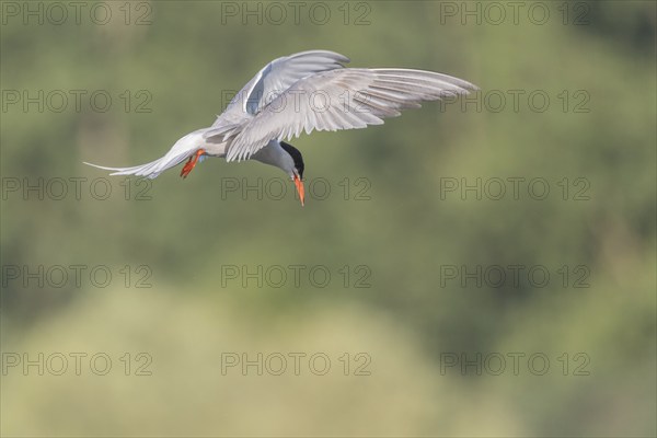 Common tern (Sterna hirundo) hovering over a marsh. Bas Rhin, Alsace, France, Europe