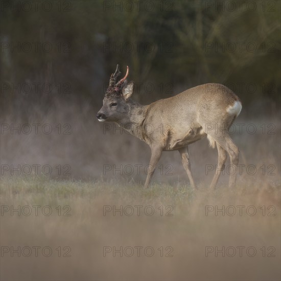 Roe deer (Capreolus capreolus), roe buck in winter coat, winter cover, one antler rod in the bast,