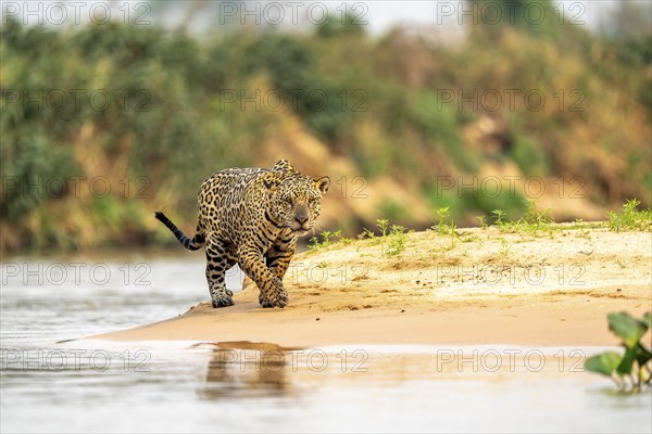Jaguar (Panthera onca), walking on sand on the riverbank, North Pantanal, Barão de Melgaço,
