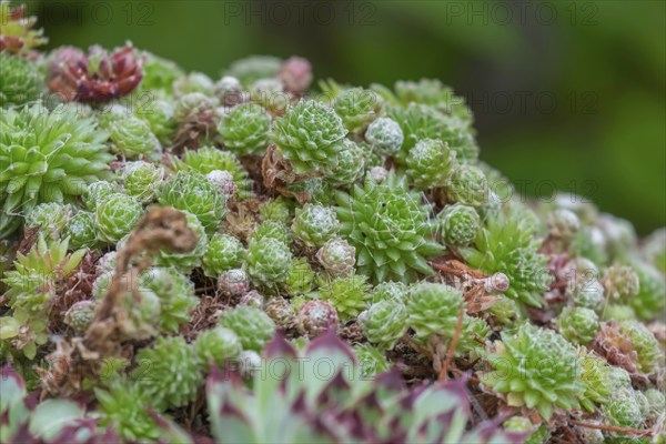 Spiderweb houseleek (Sempervivum arachnoideum