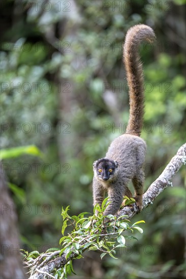 Common brown lemur (Eulemur fulvus), walking on branch, Andasibe, Alaotra-Mangoro, Madagascar,