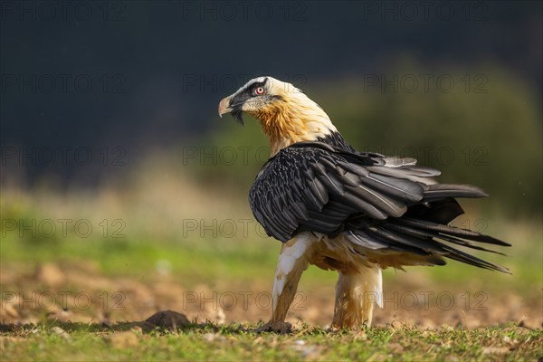 Bearded Vulture (Gypaetus barbatus) adult bird, Pyrenees, Lleida, Spain, Europe