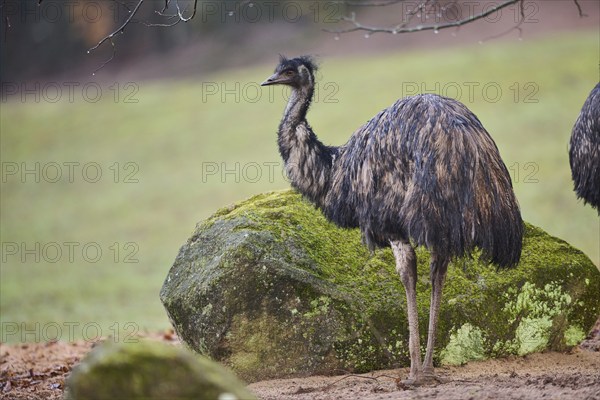 Common ostrich (Struthio camelus) standing in the rain, Germany, Europe