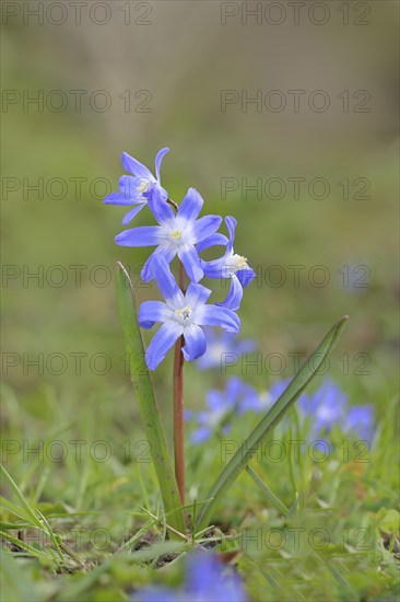 Lucile's glory-of-the-snow (Chionodoxa luciliae), flowering on forest floor, inflorescence,
