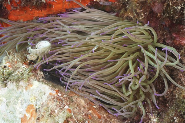 Underwater image of a wax rose (Anemonia sulcata) with purple tips on the reef, dive site Cap de