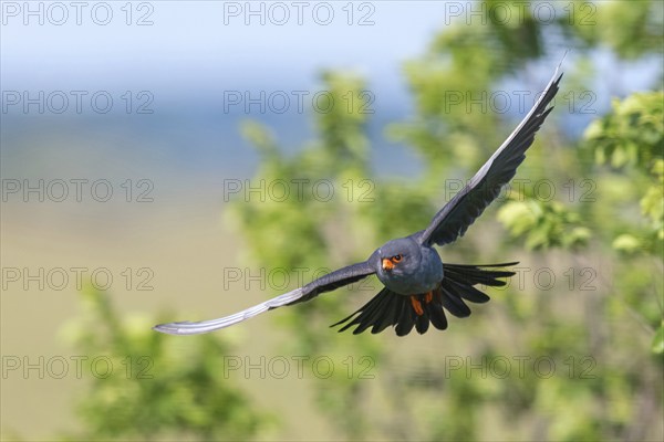 Red-footed Falcon, (Falco vespertinu), flight photo, falcon family, Tower Hide, Tiszaalpár,
