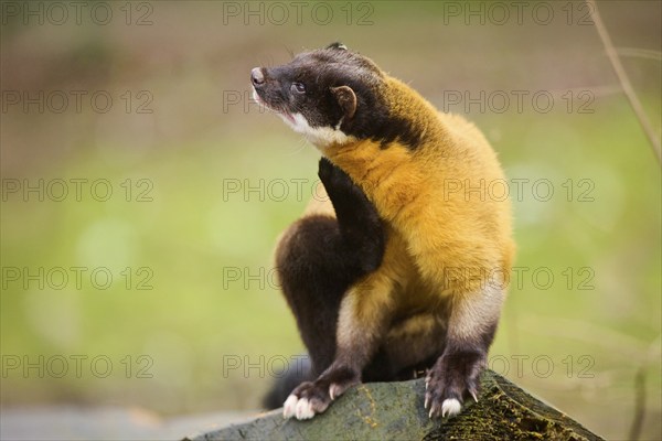 Yellow-throated marten (Martes flavigula) on an old tree trunk, Germany, Europe