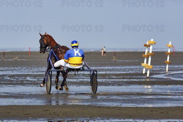 Horse with sulky, trotter, horse-drawn carriage, trotting race in the mudflats, Duhner Wattrennen
