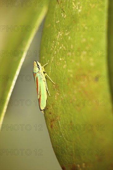 Rhododendron (Rhododendron) leafhopper (Graphocephala fennahi) sitting on leaf of a rhododendron,