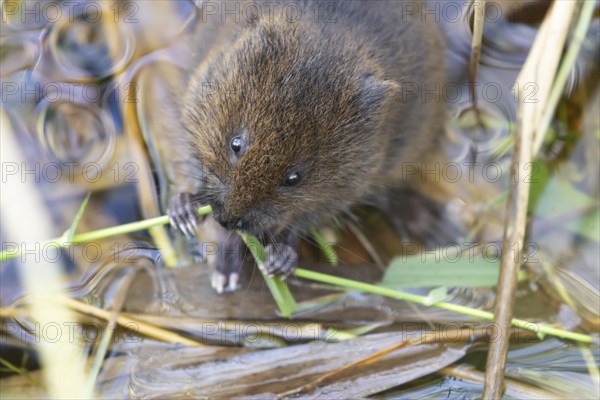 European water vole (Arvicola amphibius) adult animal feeding on a reed stem in a pond, Suffolk,