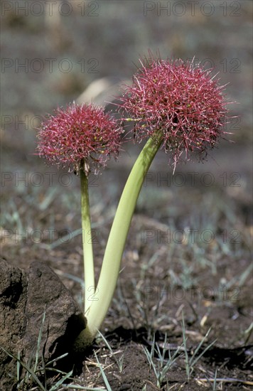 Blood lily (Scadoxus multiflorus) (Haemanthus multiflorus), Zimbabwe, Africa