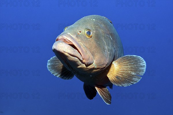 Dusky grouper (Epinephelus marginatus) spreads pectoral fins, Mediterranean Sea, Cabrera Marine