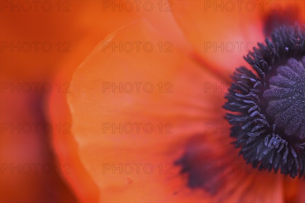 Oriental poppy (Papaver orientale), flower with stamens and pistil, double exposure,