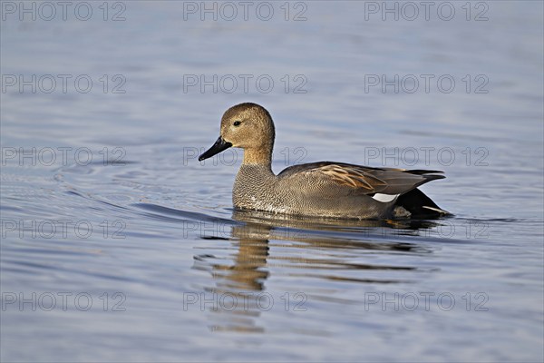 Adult gadwall (Mareca strepera), male swimming on Lake Zug, Switzerland, Europe