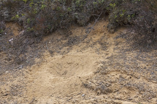 Depression in sand made by Western capercaillie (Tetrao urogallus) by taking a sandbath