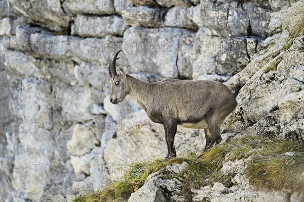 Alpine ibex (Capra ibex), with the eye disease chamois blindness (also known as chamois blindness),