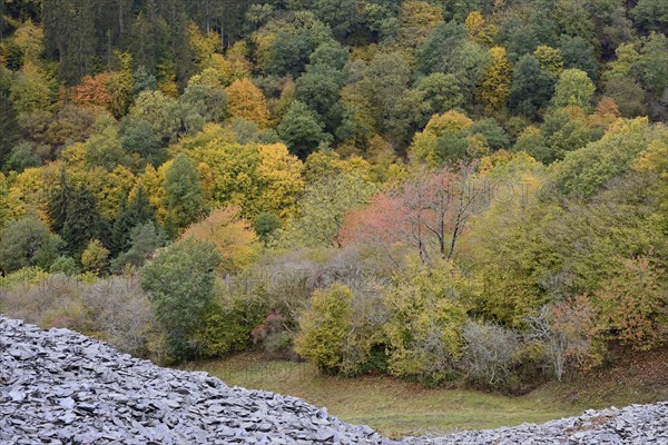 Mixed forest with spruce (Picea abies) and deciduous trees with autumn foliage, slate dump, Eastern