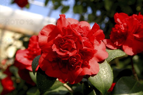 Camellia Castle Königsbrück