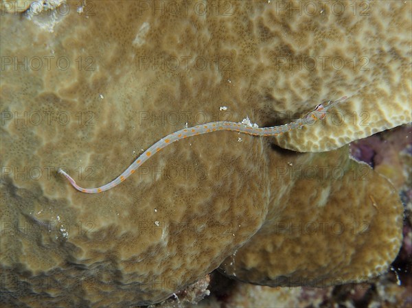 Black-breasted pipefish (Corythoichthys nigripectus) on stone coral. Dive site House Reef, Mangrove