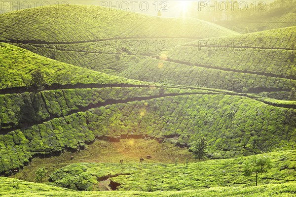 Kerala landmark, tea plantations with morning mist. Munnar, Kerala, India. With lens flare and