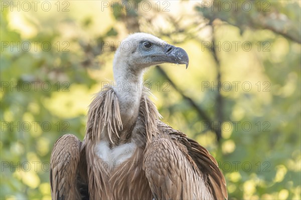 Young Griffon Vulture (Gyps fulvus) found on the ground having left its nest the first time.