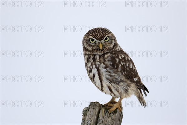 Pygmy Owl (Glaucidium passerinum), adult, in the snow, in winter, perch, alert, Bohemian Forest,