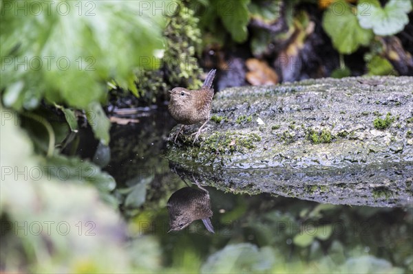 Eurasian wren (Troglodytes troglodytes) at the watering place, Emsland, Lower Saxony, Germany,