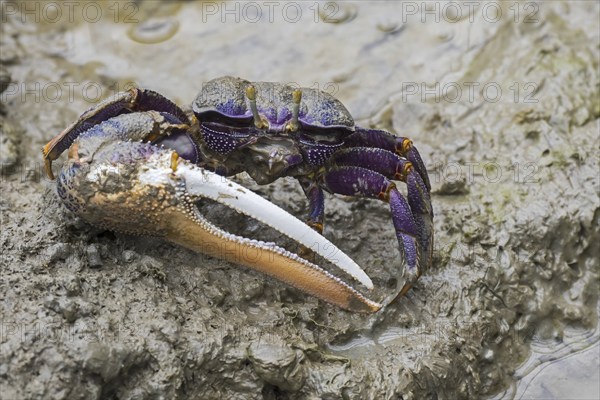 West African fiddler crab (Uca tangeri) (Gelasimus cimatodus) (Gelasimus tangeri) male with huge