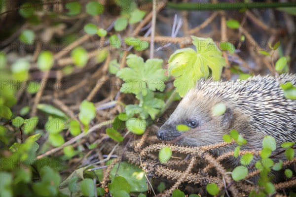 Hedgehog mother with young in the living environment of humans. A near-natural garden is a good