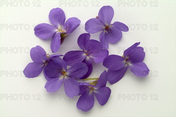 Violet, fragrant violet, medicinal plant, herb, wild plant, medicinal use, Viola odorata, Viola