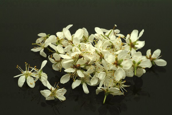 Flower of blackthorn (Prunus spinosa), blackthorn, medicinal plant, fruits, flowers and bark of