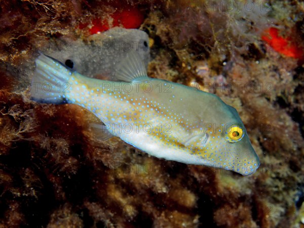 Sharphead pufferfish (Canthigaster rostrata), El Cabron marine reserve dive site, Arinaga, Gran